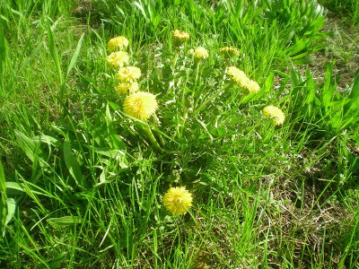 Spring foraging is fun--and free food is always a plus! Here's how to harvest wild edible dandelions and green onions.