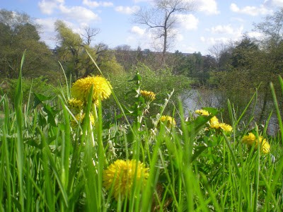 Here's how to collect early spring wild edibles, like dandelions and green onions.