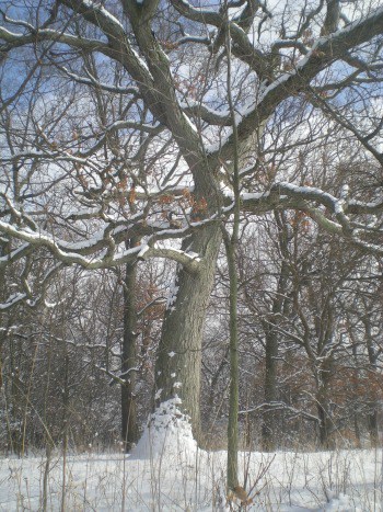 Tree in Winter - RichlyRooted.com