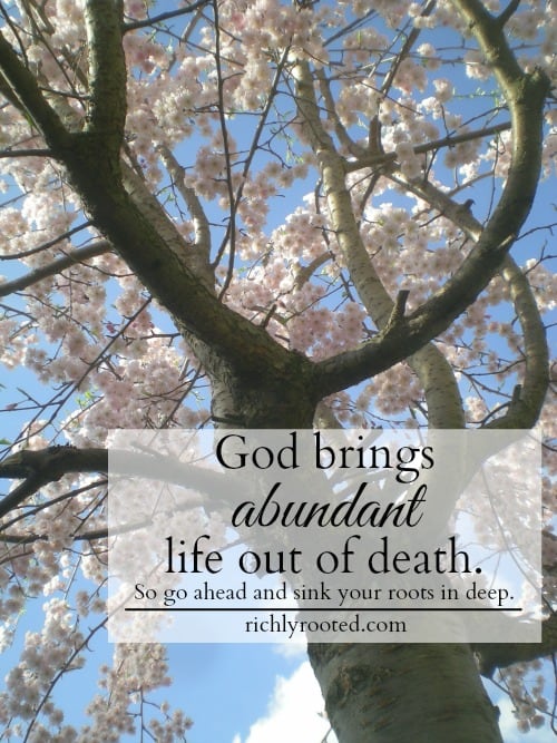 God Brings Abundant Life out of Death - RichlyRooted.com