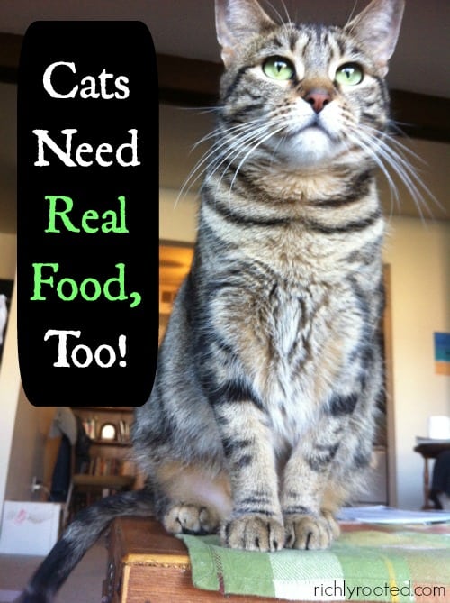 Cats Need Real Food, Too - RichlyRooted.com