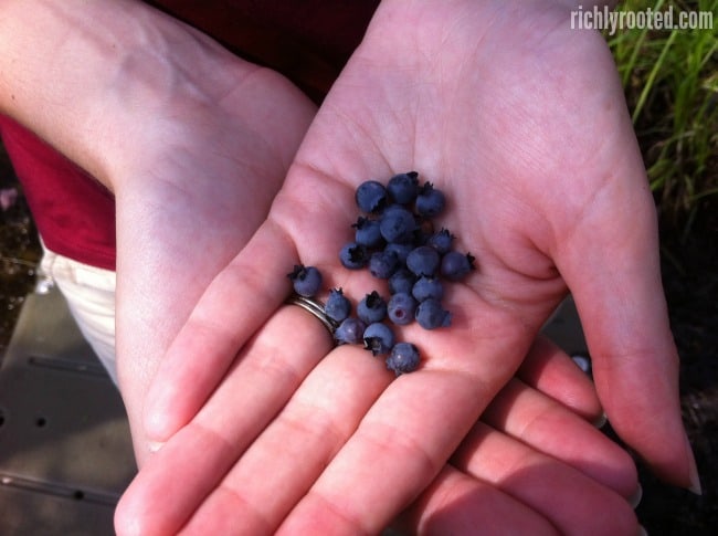 Picking wild blueberries