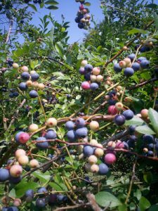 Fruit Feature: Blueberries! (part 1)