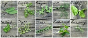 10 Herbs (And 30+ Recipes to Use Them In)