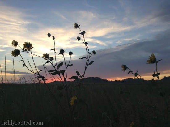 Sunflowers in the Badlands - RichlyRooted.com