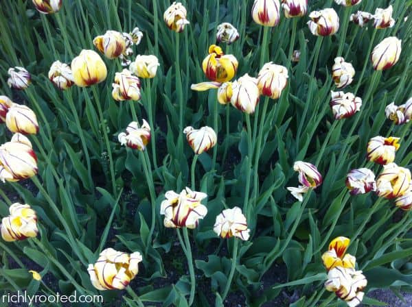 Stillness and rest - tulips