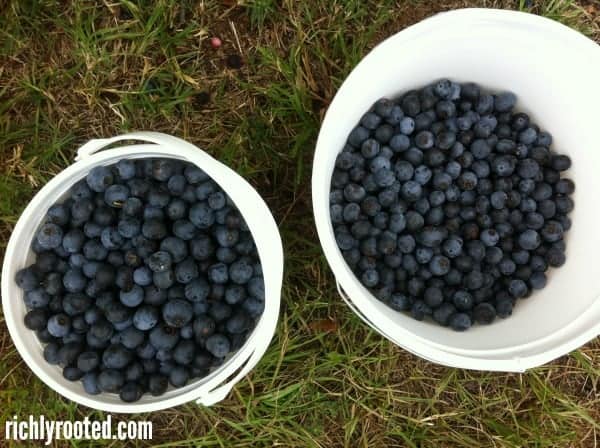 Freshly-picked blueberries